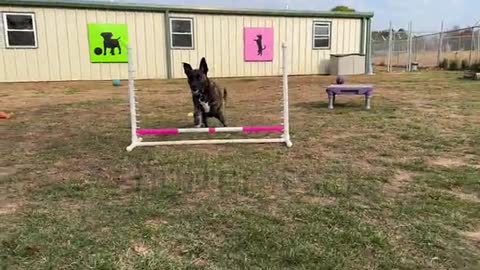 Dog training video