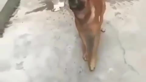 Mind over matter 🐕,tell me whether this dog is talented or not?
