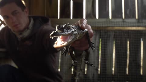 Man Holding Baby Alligator