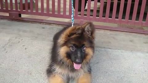 German Shepherd Long coat puppy.|| Puppy is tied only while capturing Video & taken to a vet.