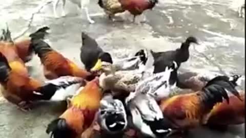 Dog fight with chicken - Funny
