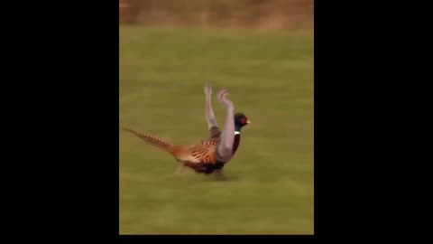 funny birds animals epic fun