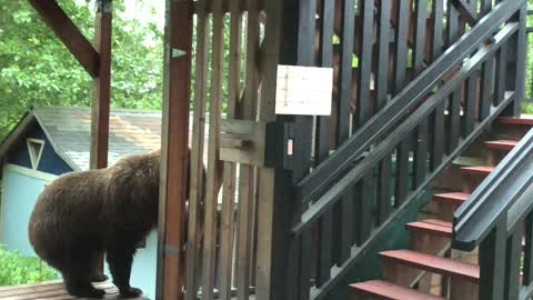 Big Bear Destroys the Deck