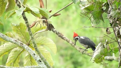 Beautiful Birds Stock Footage Royalty-Free | Birds Clips Videos