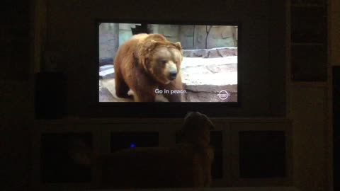 Loyal Retriever wants to protect Baxter from the Bear on Anchorman!