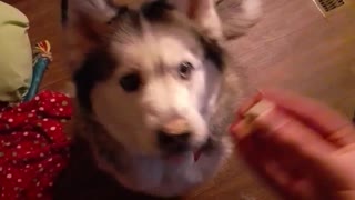Beautiful Husky earns tasty treat!