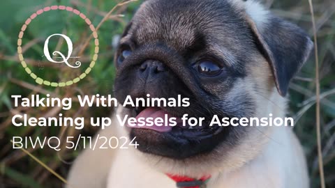 Talking With Animals & Cleaning up Vessels for Ascension 5/11/2024