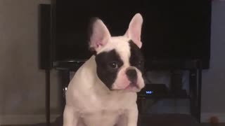 Small black white dog jumps on counter to find owner