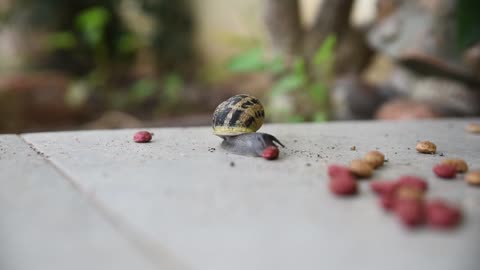 Food Desktop Refreshment Snail Gastropod Slug 🌴🌴🌴