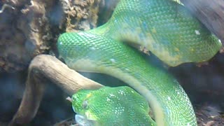Snake eating Rat