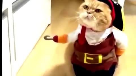 funny animal, Cat a cloth videos
