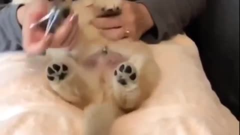Cutest animals Video 2021 | aww cute puppy