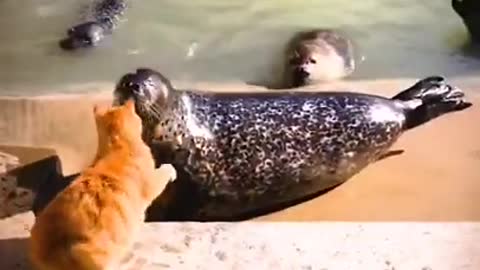 The cat slapped the giant seal 🦭 see after that what happened 😳