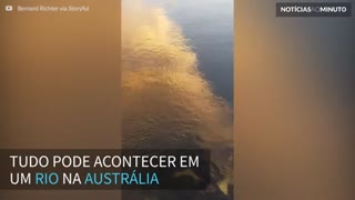 Tubarão surpreende e aparece em rio na Austrália
