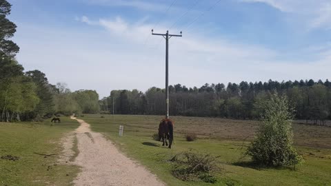 Horse walking away.