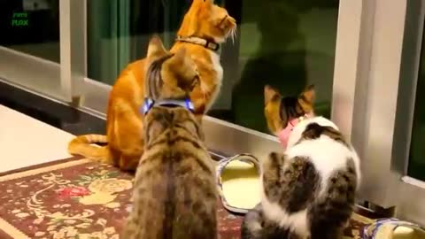 Cat lover videos | 2021 pat animals |