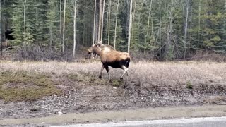 cow and calf Moose