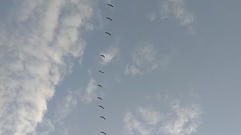 Asian birds flying in sky