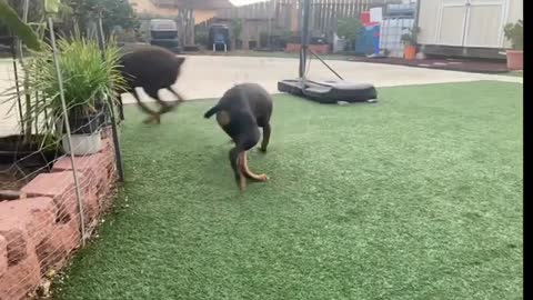 Pug puppy playing fetch