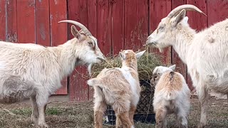 Goat Friends
