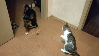 The Cat Does Not Allow To Play With She