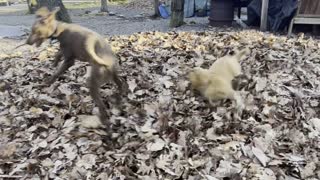 Golden Puppy Leaps Into Leaf Pile