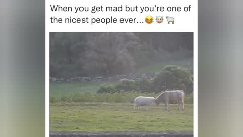 Sheeps are too nice and cute 🥺