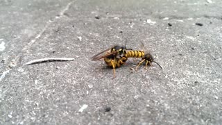Two wasps going at it like rabbits!