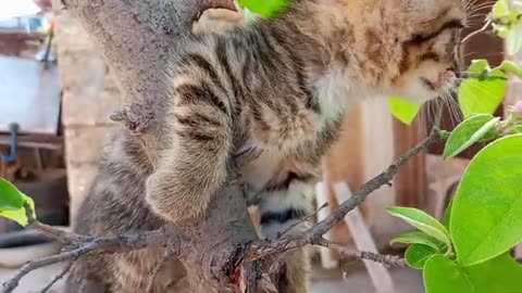 Mom Cat talking to her Cute Meowing Kittens