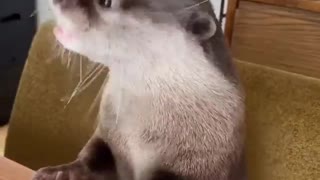 Precious Pet Otter Munches on Fresh Salmon