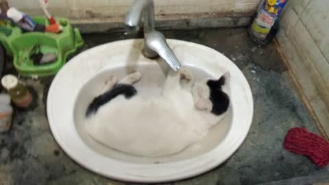 Cat sleeps on bathtub to beat the heat