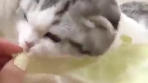 Hungry kittens eat vegetarian cabbage