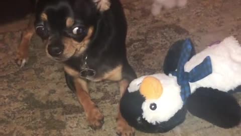 Angry dog guilty of destroying stuffed animal
