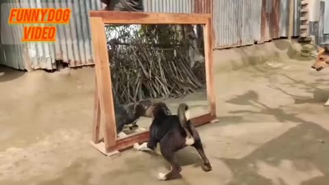 Funny dog video 🥰🤣💗