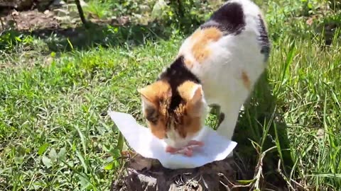 Baby kittens are sleeping. Mother cat eats food