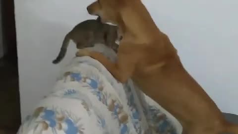 Dog and cat