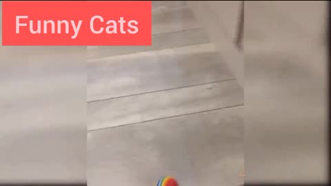 FUNNY CATS