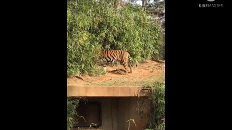 tiger and white tiger walk