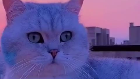 Cats are so funny PART 299 FUNNY CAT VIDEOS TIK TOK