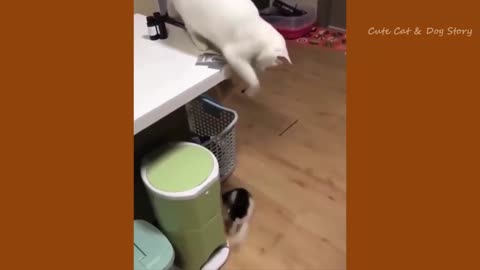 Funny Cats and Dogs Compilation 2022 | Cute is not enough 2022