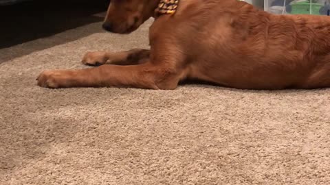 Adorable Golden Retriever puppy can't figure out what's around his neck
