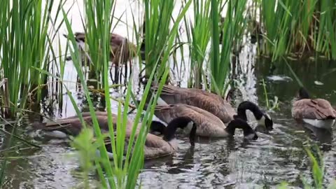 Beautiful ducks in pristine nature