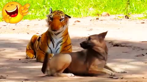 Fake dog prank Fuck tiger , Sound Cat Prank