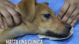 El desgarrador caso de Lupita, la perrita de 4 meses que fue cruelmente violada en Colombia