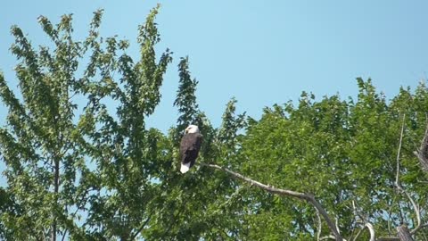 334 Toussaint Wildlife - Oak Harbor Ohio - Gallant Eagle On Display