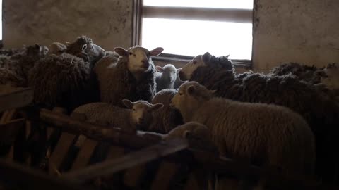 Herd of sheep. Dity lambs and sheep in a stable. Sheep in barn