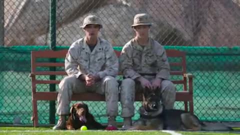 K-9 🐕 Soldiers Dog traned/American soldiers Dog traning/Native fury