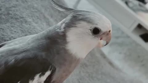 Cockatiel plays the most flawless game of peekaboo ever