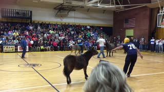 Amazing Shot At Donkey Basketball Game