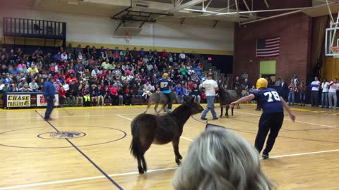 Amazing Shot At Donkey Basketball Game